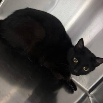 Reaper -  Domestic Short Hair Cat for Adoption in Corbin, Kentucky - Reaper | PetCurious