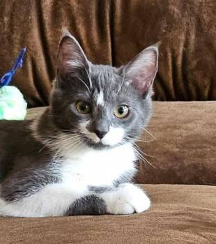Domestic Short Hair Cats Available for Adoption in West Lawn, Pennsylvania - Amore | PetCurious