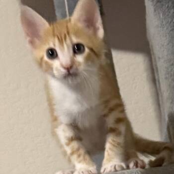 Domestic Short Hair Cats Available for Adoption in Austin, Texas - Radish 5 | PetCurious