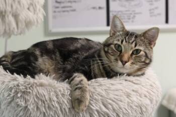 Rescue Domestic Short Hair Cats for Adoption in Batavia, Ohio - Lord Thor | PetCurious