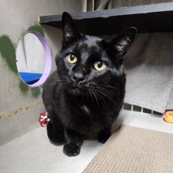 Boo -  Domestic Short Hair Cat for Adoption in Colorado Springs, Colorado - Boo | PetCurious