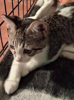 Phoebe -  Domestic Short Hair Cat for Adoption in Oceanside, California - Phoebe | PetCurious