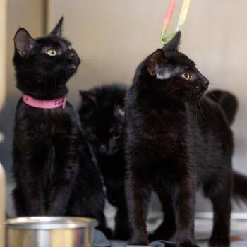 STREAM -  Domestic Medium Hair Cat for Adoption in Memphis, Tennessee - STREAM | PetCurious