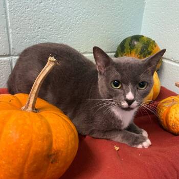 Moondancer -  Domestic Short Hair Cat for Adoption in New York, New York - Moondancer | PetCurious