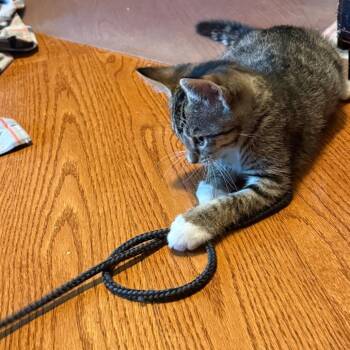 Stripey -  Domestic Short Hair Cat for Adoption in Shelbyville, Indiana - Stripey | PetCurious