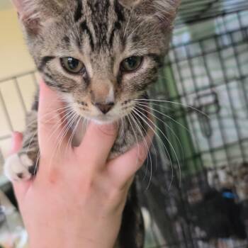 Bass4 -  American Shorthair Cat for Adoption in Melrose, Florida - Bass4 | PetCurious
