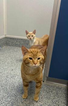 Bonded pair Doc Hollliday and Wyatt Earp -  Domestic Short Hair Cat for Adoption in Milton, Massachusetts - Bonded Pair Doc Hollliday And Wyatt Earp | PetCurious
