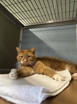 Domestic Short Hair Cats Available for Adoption - PEYTON | PetCurious