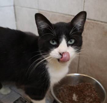 Rescue Domestic Short Hair Cats for Adoption in Rossville, Tennessee - Figgy | PetCurious