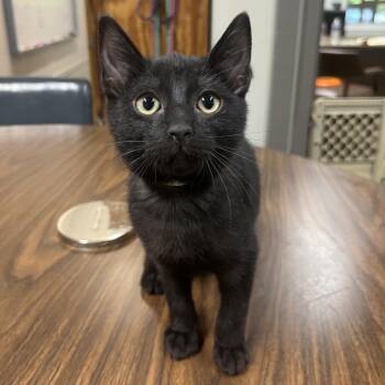 Mind -  Domestic Short Hair Cat for Adoption in Clanton, Alabama - Mind | PetCurious