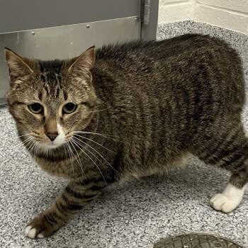 Domestic Short Hair Cats Available for Adoption in Grand Rapids, Michigan - Dutchy | PetCurious