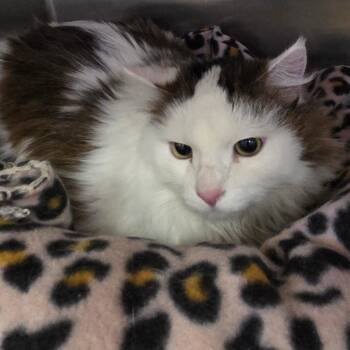 Domestic Medium Hair Cats Available for Adoption - Betty | PetCurious