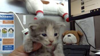 Rescue Domestic Short Hair Cats for Adoption in Dallas, Texas - KATMAI | PetCurious