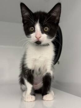 Sourdough -  Domestic Short Hair Cat for Adoption in Roseville, California - Sourdough | PetCurious