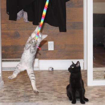 Luther -  Domestic Short Hair Cat for Adoption in Puslinch, Ontario - Luther | PetCurious