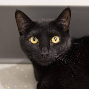Tish -  Domestic Short Hair and Mixed Breed Cat for Adoption in New York, New York - Tish | PetCurious
