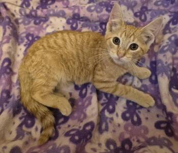 GOLDFINGER -  Domestic Short Hair Cat for Adoption in Highland Park, New Jersey - GOLDFINGER | PetCurious