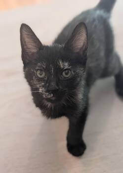 Litten -  Domestic Short Hair Cat for Adoption in Irvine, California - Litten | PetCurious