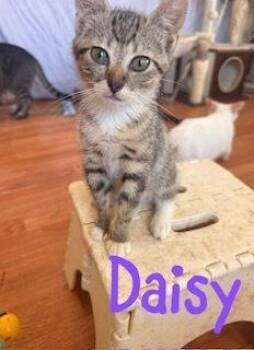 Daisy -  Domestic Short Hair Cat for Adoption in Ruskin, Florida - Daisy | PetCurious