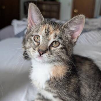 Popple -  Domestic Short Hair Cat for Adoption in Fort Wayne, Indiana - Popple | PetCurious