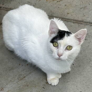 Rescue Domestic Short Hair Cats for Adoption in Cincinnati, Ohio - Mittens 2025 | PetCurious