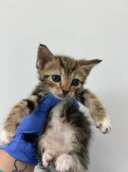 Clydesdale -  Domestic Short Hair Cat for Adoption in Hartsville, South Carolina - Clydesdale | PetCurious