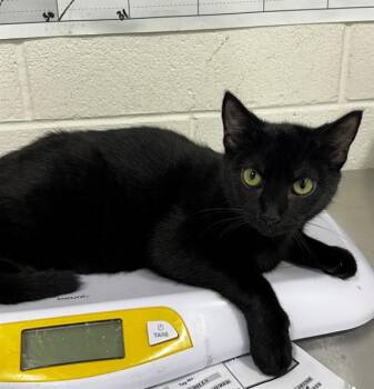MISTLETOE -  Domestic Short Hair Cat for Adoption - MISTLETOE | PetCurious