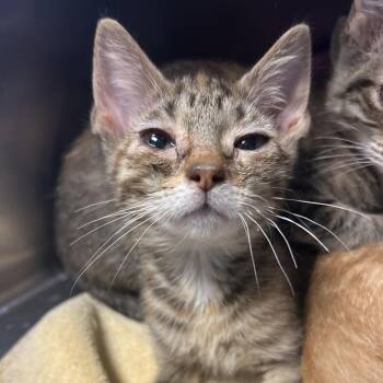 Sapphire -  Domestic Short Hair Cat for Adoption in Bristol, Indiana - Sapphire | PetCurious