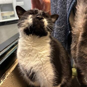 Eclipse -  American Shorthair Cat for Adoption in Walker, Michigan - Eclipse | PetCurious
