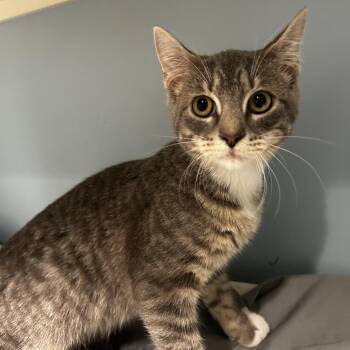 Pico de Gallo -  Domestic Short Hair Cat for Adoption in Chattanooga, Tennessee - Pico De Gallo | PetCurious