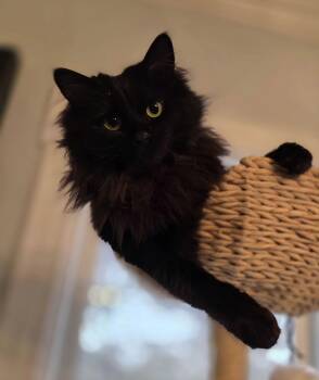 Domestic Long Hair Cats Available for Adoption - Lylah | PetCurious