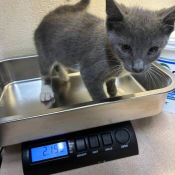 Ash -  American Shorthair Cat for Adoption - Ash | PetCurious
