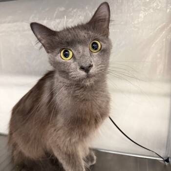 Rescue Russian Blue and Domestic Short Hair Cats for Adoption in Eaton Rapids, Michigan - All That Dune 55627 | PetCurious
