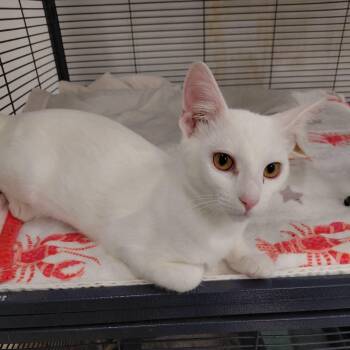 Marshmellow -  Domestic Short Hair Cat for Adoption in West Palm Beach, Florida - Marshmellow | PetCurious