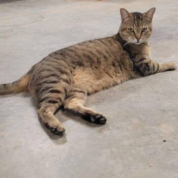 Tabby and Domestic Short Hair Cats Available for Adoption in Knoxville, Tennessee - Andre | PetCurious