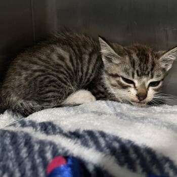 Domestic Short Hair Cats Available for Adoption in Richmond Hill, Georgia - Oil | PetCurious