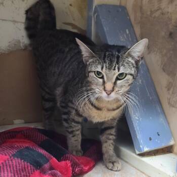 Domestic Short Hair Cats Available for Adoption in Webster, Texas - Roseline | PetCurious