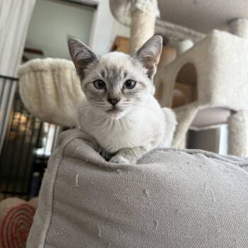 Blue -  Domestic Short Hair Cat for Adoption in Vallejo, California - Blue | PetCurious
