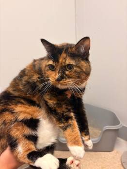 Koshka -  Domestic Short Hair Cat for Adoption in Heber City, Utah - Koshka | PetCurious