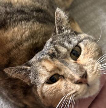Torbie and Domestic Short Hair Cats Available for Adoption in Chandler, Arizona - Izzy Airbiscuits | PetCurious