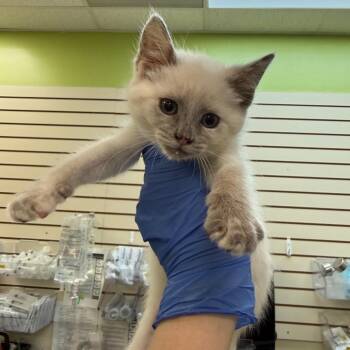Donut -  Domestic Short Hair Cat for Adoption in Lynchburg, Virginia - Donut | PetCurious