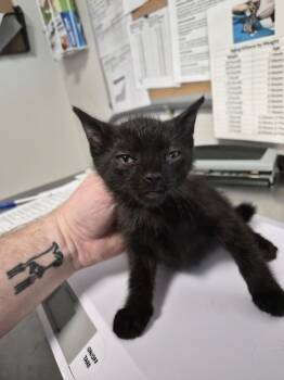Condo -  Domestic Short Hair Cat for Adoption in Bolivar, Missouri - Condo | PetCurious