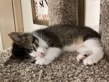 Rescue Tabby Cats for Adoption in Springfield, Oregon - Tiny Tiger (TT) | PetCurious