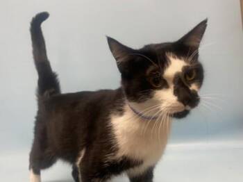 Cedar Franklin -  Domestic Short Hair Cat for Adoption in Golden Valley, Minnesota - Cedar Franklin | PetCurious