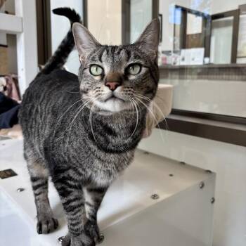 William -  Domestic Short Hair Cat for Adoption in Truckee, California - William | PetCurious