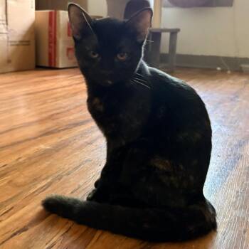 Peppercorn -  Domestic Short Hair Cat for Adoption in Baytown, Texas - Peppercorn | PetCurious