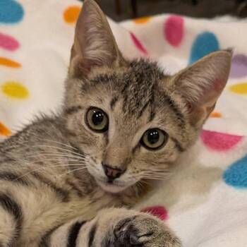 Domestic Short Hair Cats Available for Adoption - Tajin | PetCurious