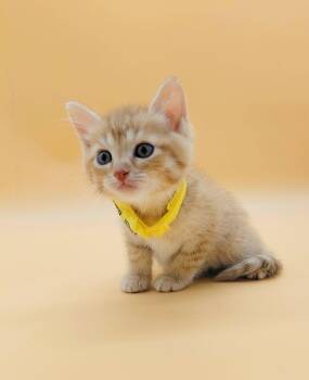 Domestic Short Hair Cats Available for Adoption in Springfield, Missouri - Beelzebub  | PetCurious