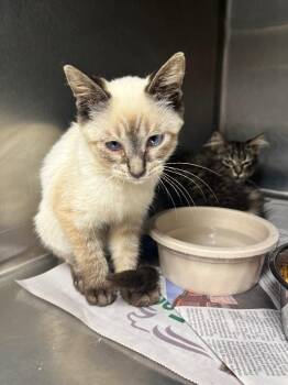Biscuit -  Siamese Cat for Adoption in Hopkinsville, Kentucky - Biscuit | PetCurious