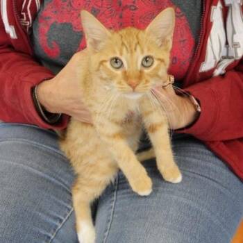 Ellie -  Domestic Short Hair Cat for Adoption in Birmingham, Alabama - Ellie | PetCurious